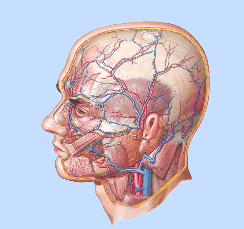Патологическая анатомия-патологическая анатомия головы и шеи-31.05.03-2курс